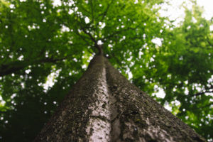 Forest, trees, from below Forest, trees, from below